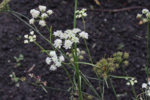 Oenanthe piminelloides (3) (1000 x 665)